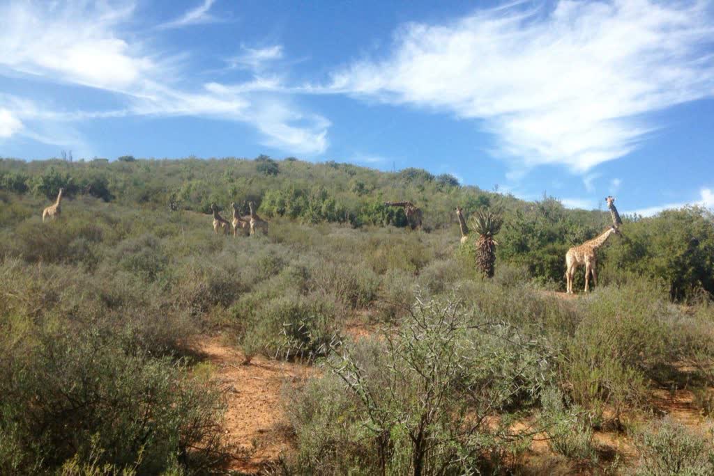 Giraffen in een privéreservaat, Zuid-Afrika